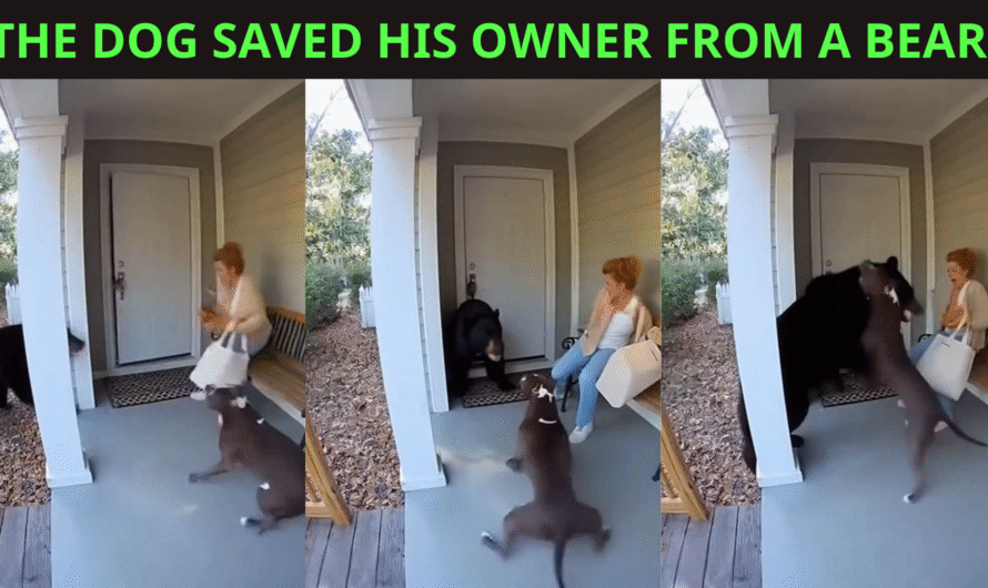 THE DOG SAVED HIS OWNER FROM A BEAR.