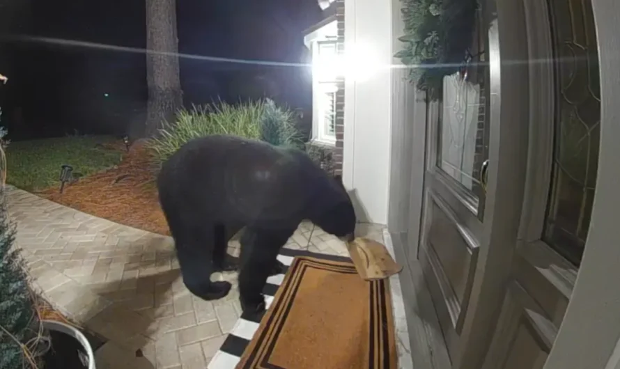 Amazon Package Stolen From Porch—No One Expects Culprit Caught On Ring Cam