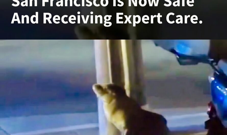 A Baby Sea Lion Rescued In San Francisco Is Now Safe And Receiving Expert Care
