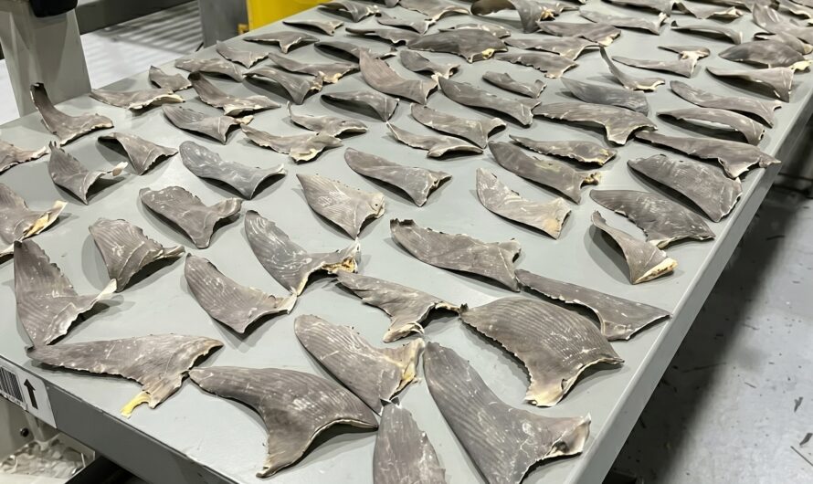 50,000 Shark Fins Seized Across U.S. Ports In Major Wildlife Trafficking Bust