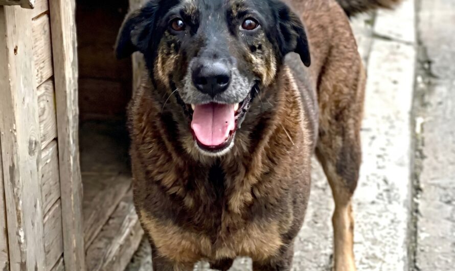 UPDATE: Orelha Case Moves Closer To Parliamentary Investigation After 171 Signatures Received