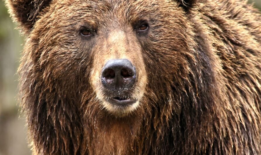 Wildlife Groups File Emergency Legal Action To Halt Alaska Bear-Killing Program