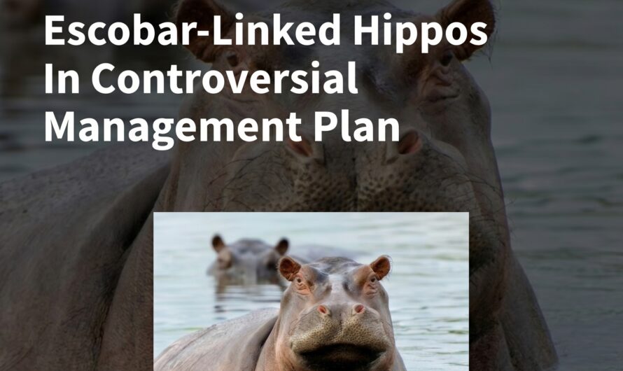 Colombia Plans To Cull 80 Escobar-Linked Hippos In Controversial Management Plan