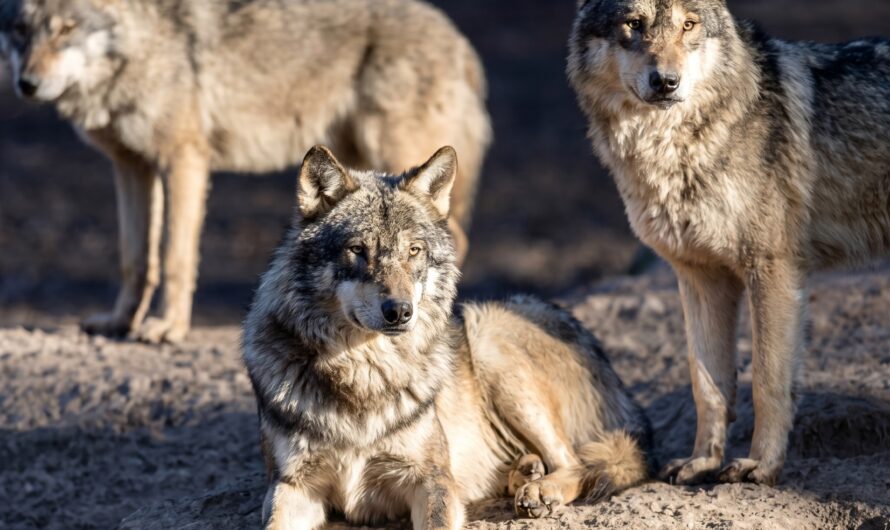 UK Wildlife Park Euthanizes Entire Wolf Pack: Was This A Preventable Tragedy?