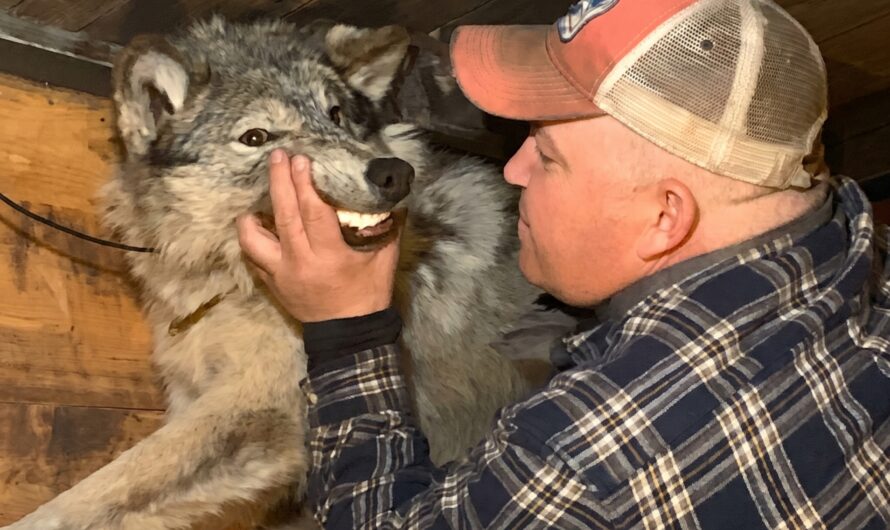 UPDATE: Cody Roberts Sentenced To 18 Months Supervised Probation In Wyoming Wolf Killing Case