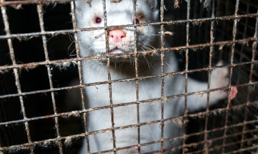 Iceland Fashion Week Goes Fur-Free After Shocking Investigation Exposes Animal Suffering