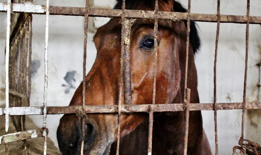 WAN Exclusive! From Racetrack To Research Lab: Retired Racehorses Abused In New NIH Experiments 