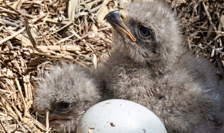 Two Adorable Eaglets Hatch Amid Battle To Save Their Moon Camp Habitat