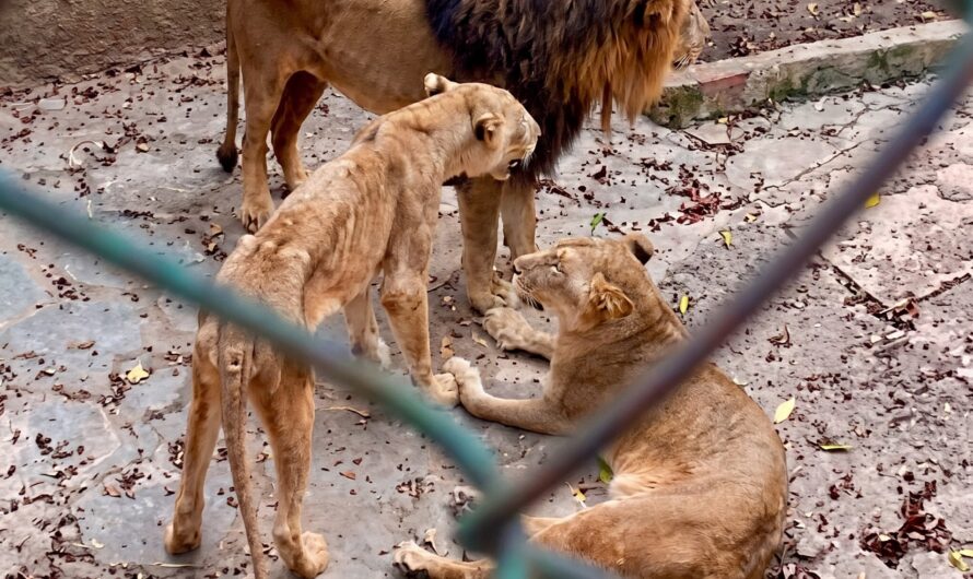 Cuba’s Growing Economic Crisis Leaves Lions Emaciated And Suffering In Cuban Zoo