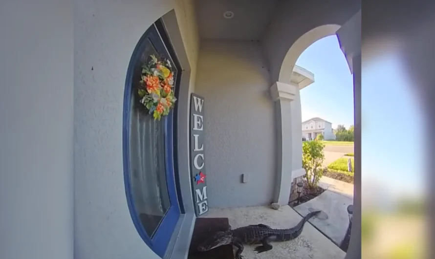 Woman Sees Doorbell Cam Footage—Not Prepared for What’s Lurking Outside